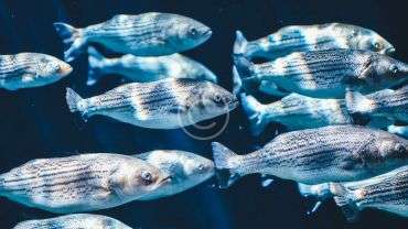 Fischarten und -vielfalt